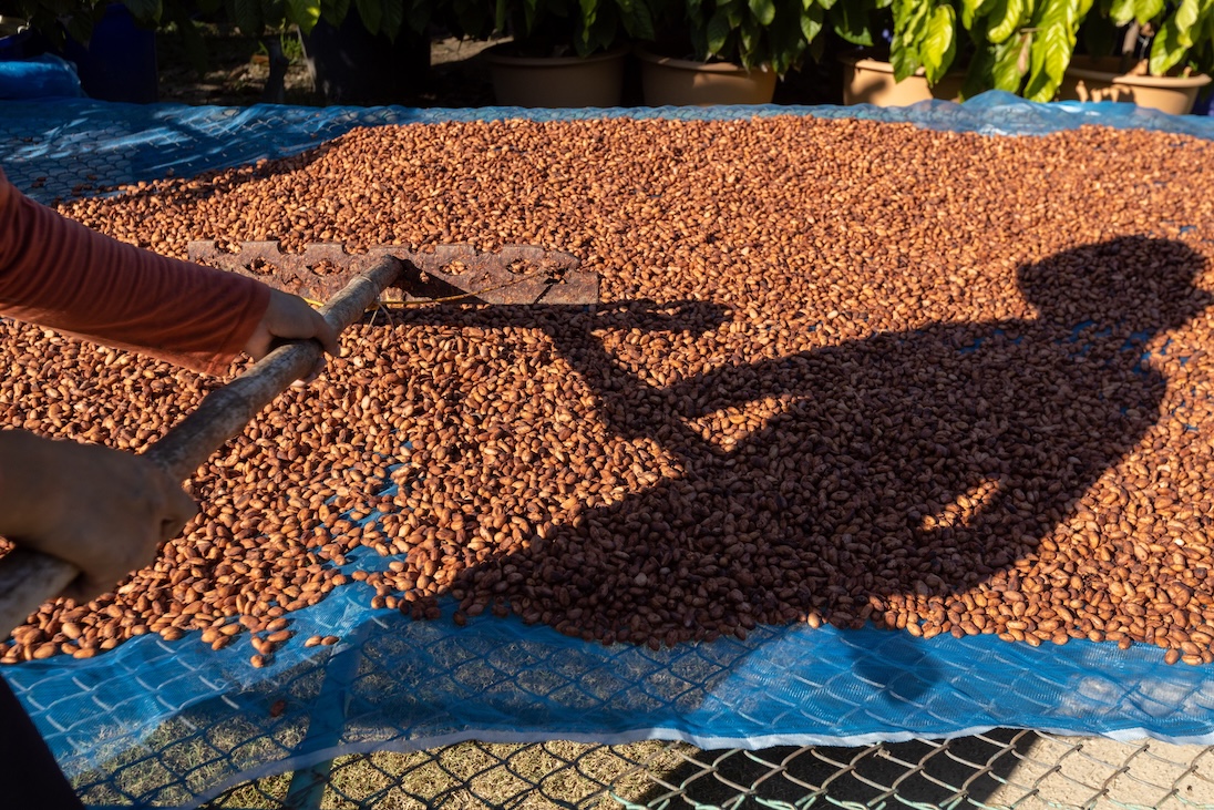 cacao
